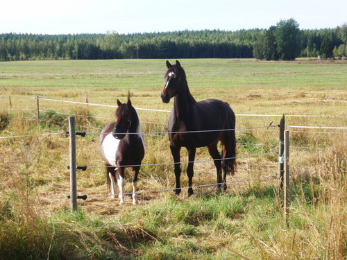 Horses at the (electric) gate.